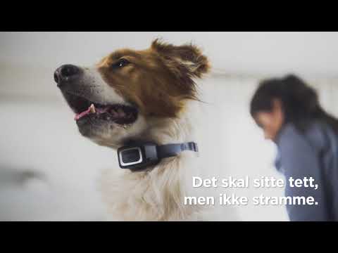 Video: Hvordan bestemme hva jeg kan gi hunden min for å stoppe oppkast