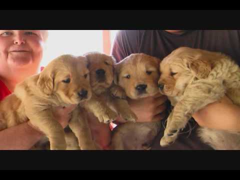 golden retriever puppy 5 weeks