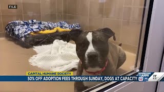 ‘We are in a crisis,’ Capital Humane Society at full capacity