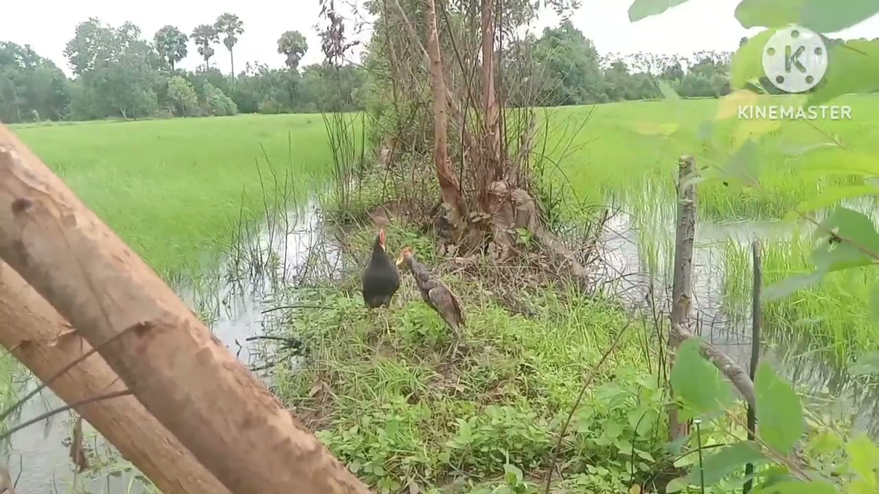 #ต่อนกอีลุ้มหรือนกตูม#หมานไม่หมานไปลุ้นด้วยกันนะครับ