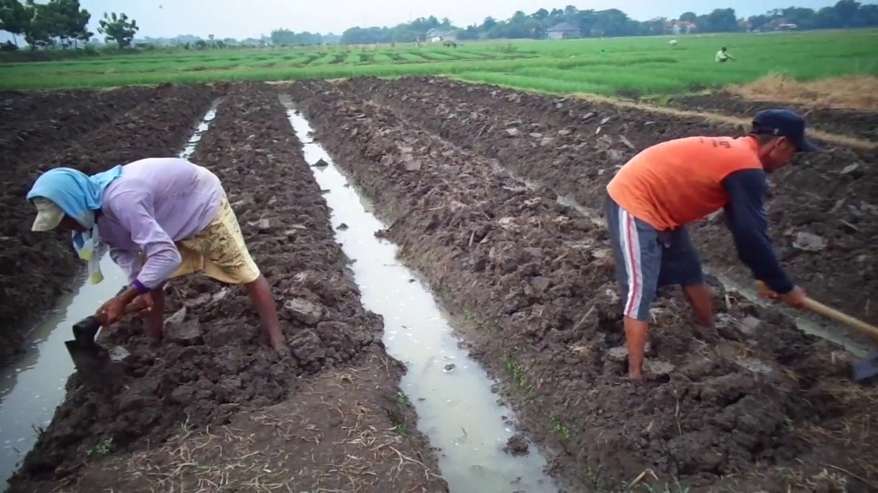 Budidaya Bawang Merah Pengolahan Tanah  YouTube