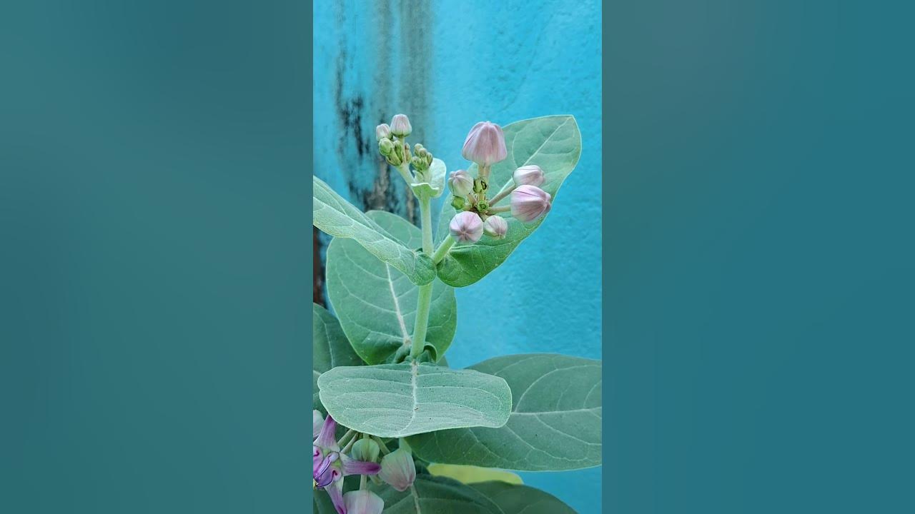  samsunggalaxya14 camera test very good camera quality samsung youtube