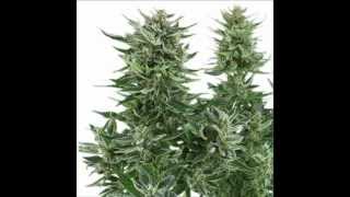 EASY BUD / Cannabis Marijuana Weed Kush