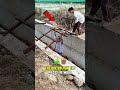 No Rope, No Nails! How They Built This Impossible Bridge