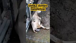 NEW BORN!!! domba melahirkan dg normal namun jika susah harus dibantu #babyborn #dombalucu #shorts