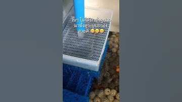 #จุกน้อย มานั่งทำอะไรหน้าตู้ปลา #ปลาทอง #goldfish #จุกน้อย #shorts EP90