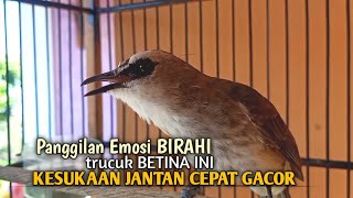 Trucuk BETINA memanggil Jantan Suara Birahi Ngecuplik 100% pancingan trucukan gacor agar BUNYI EMOSI