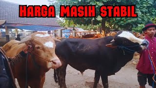 HARGA EKONOMIS SAPI QURBAN 2024 TERBARU‼️DI PASAR SAPI JETIS PONOROGO