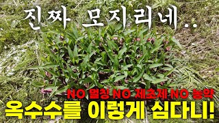 모자란 농사꾼이 옥수수를 심는 미친 방법을 소개합니다. NO 제초제, NO 멀칭,  NO 농약