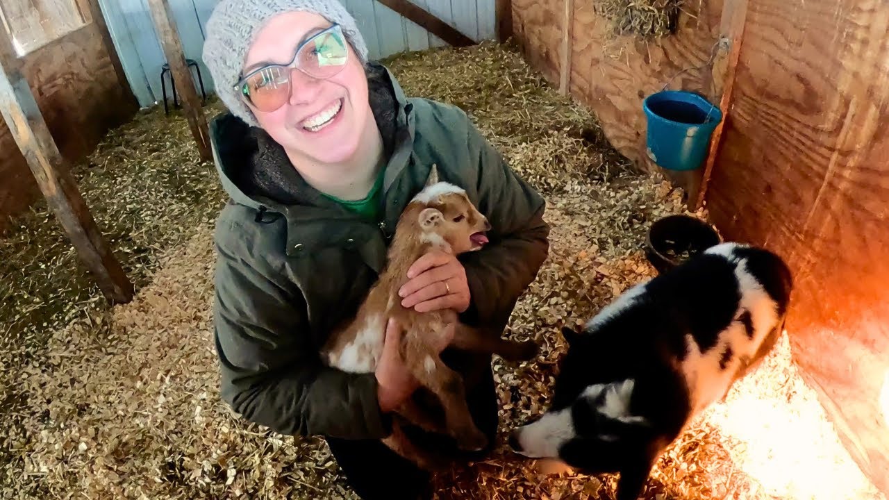 "She sheared it off with her teeth!" | Live Goat Birth: 