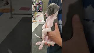 italian greyhound puppy