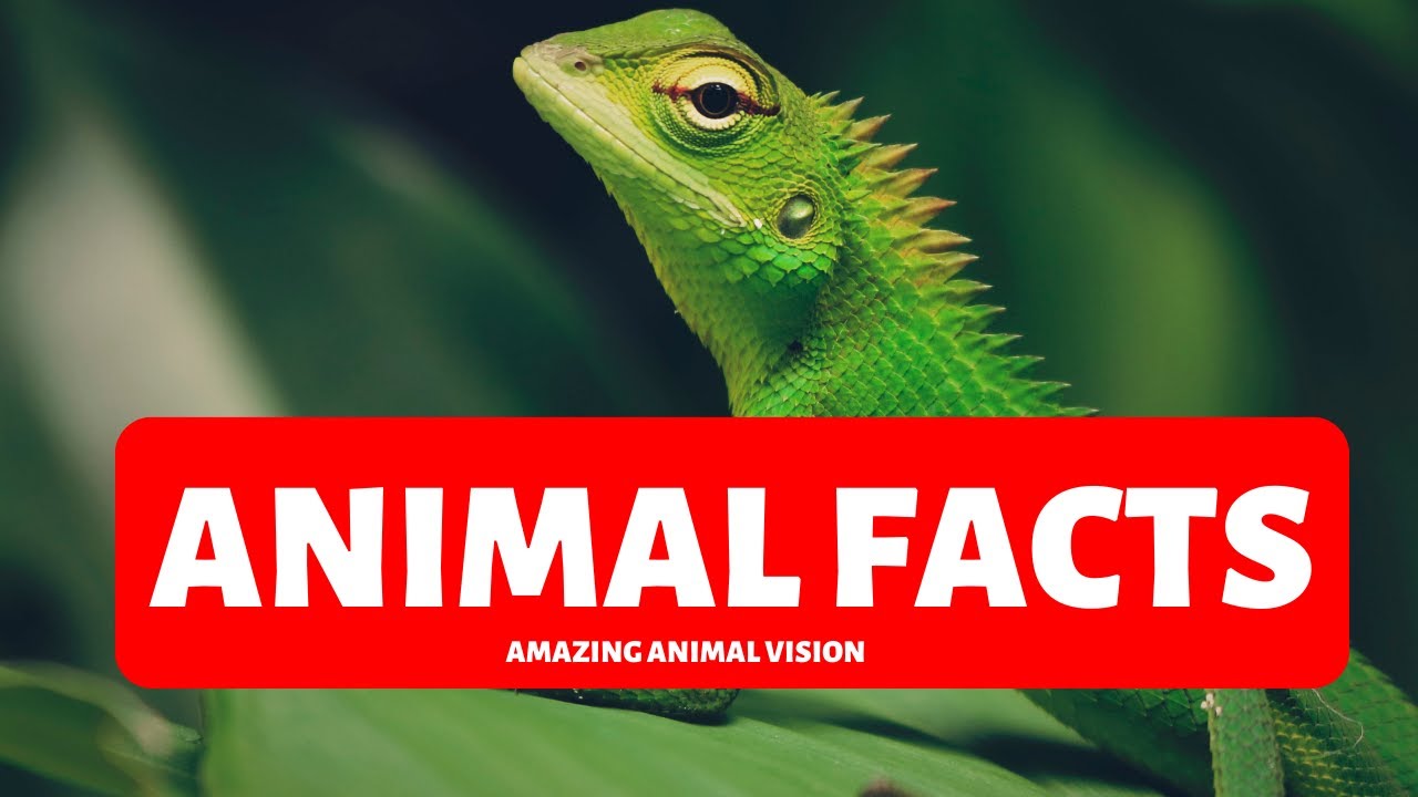 Amazing Animal Vision Explained