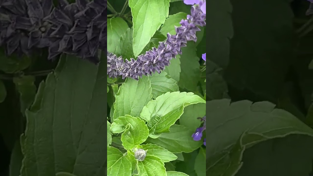 Bees Up Close in Our Garden! 🐝🌻#beevideo #pollinators #garden 