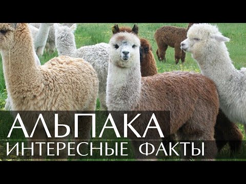 Video: Wie Zijn De Alpaca's?