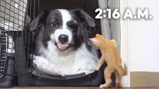 Dog Mom Tells Rescued Kitten Son Playtime is Over