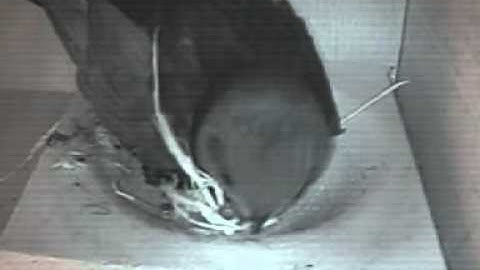 swifts 2014 - nest building