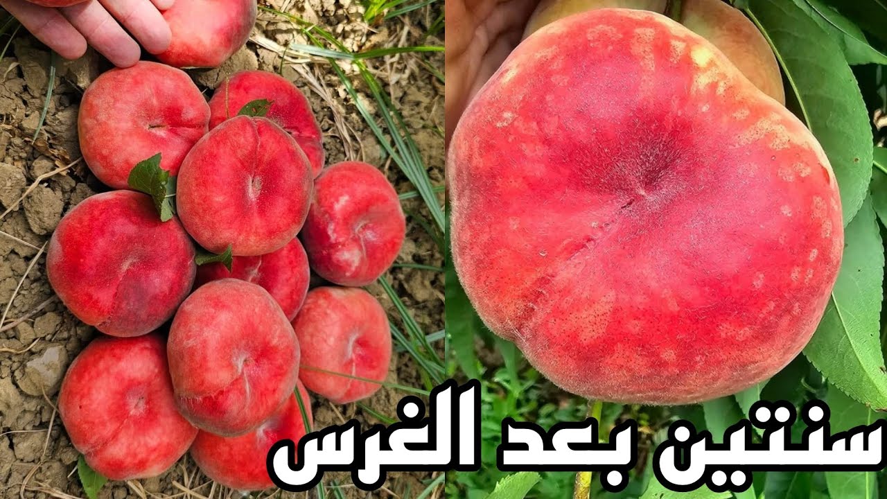 شاهدت إنتاج خوخ صنف بوطبقة او براڨواي  بعد سنتين من الغراسة في الجزائر