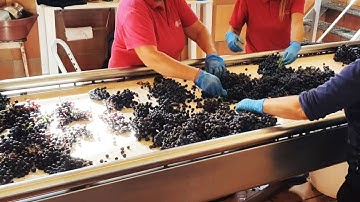 Manual sorting and optical sorting of grapes at Chateau Phelan Segur, Bordeaux