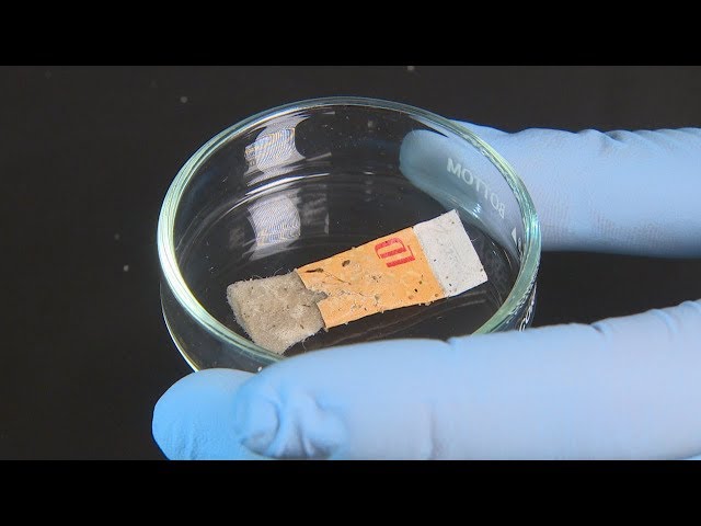 biodegradable cigarette butts filters with flower seeds : r/pics Greenbutts Unveils Flower Sprouting Biodegradable