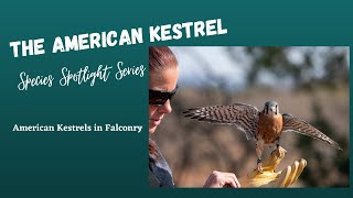 American Kestrels in Falconry: Good Idea for Beginners? Good Idea for You? Find out!