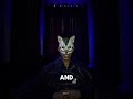 Day 6 | #motivation #motivational #selfimprovement #mindset #discipline #subscribe #cat