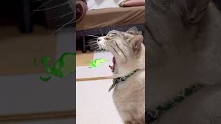【歯磨き】口が臭いので歯磨きおやつ食べる猫 #ねこチャック #Cat #猫