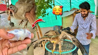 Guineafowls Ne Egg Kha Lia️ Sultan Se Dosti Kr Li Aj? | Hum Aur Parindey | Pets Vlog