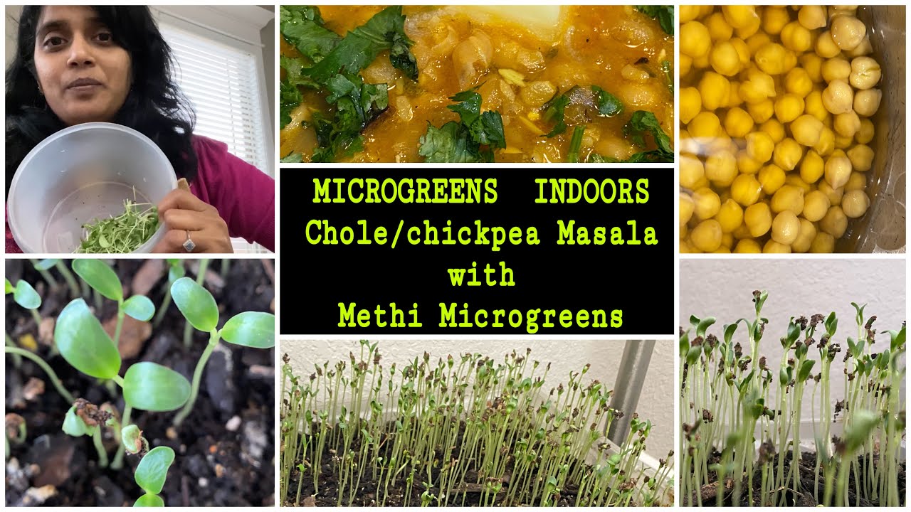 Grow Microgreens Indoors chole masala with Methi Microgreens