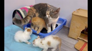 Cute cat family, daily life of mother cat and 4 kittens | Mama cat takes care of kittens by Lisa the Cat 13 views 1 month ago 18 minutes