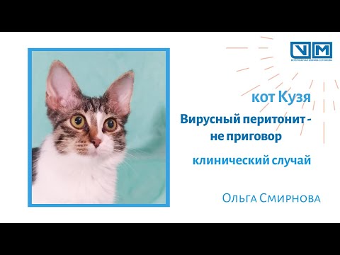 Вирусный перитонит - не приговор (котенок Кузя)