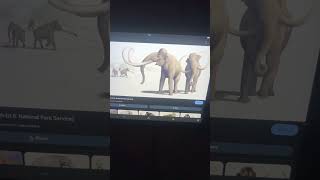 Colombian Mammoth Trumpet