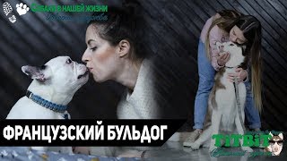 Хаски Флора TiTBiT - Собаки в нашей жизни: Интервью #1 (Французский Бульдог)