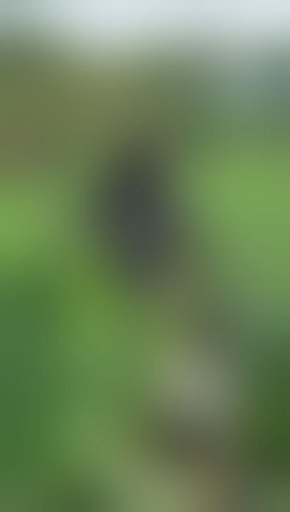 Ganja farm in Jamaica.