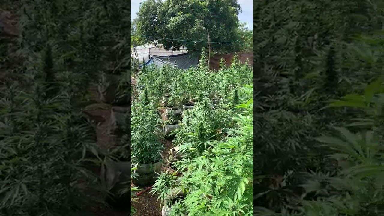 Ganja farm in Jamaica.