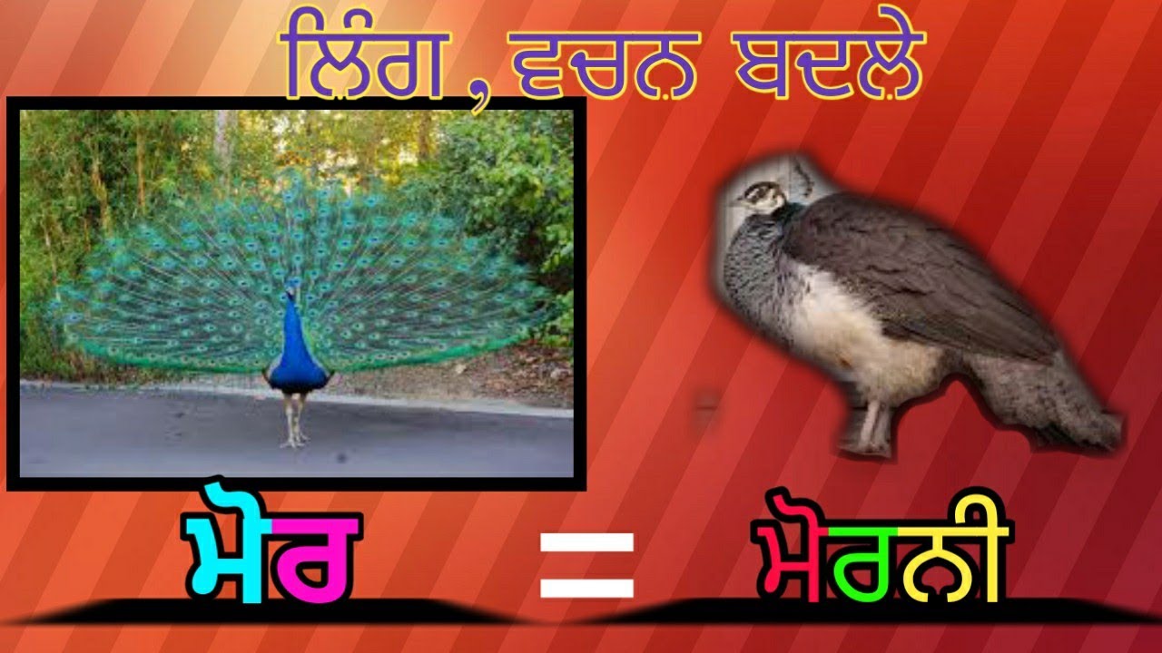Class 6 Punjabi YouTube