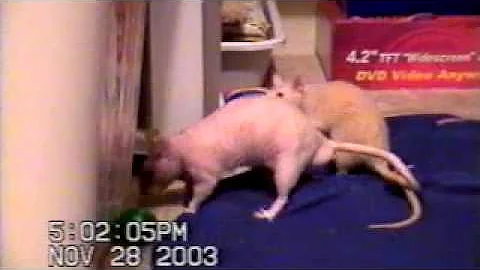 Spot & Amber Kira