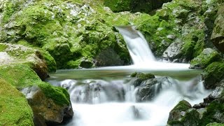 源流域でのイワナ釣り Mountain Stream Fishing 源流域でのイワナ釣り Mountain Stream Fishing