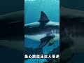 Land Shark movie explained in Hindi #hollywoodhindi #movieexplained #land shark#movie