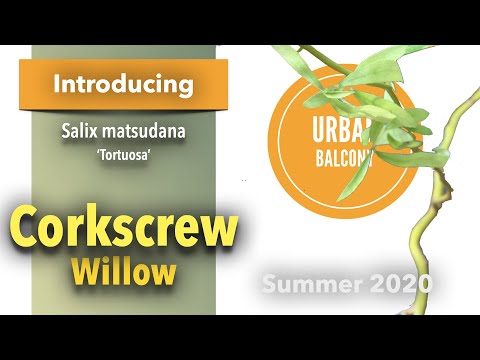 Video: Sinow Willow (34 Foto): Willow Keriting Dalam Reka Bentuk Landskap, Penyakit Willow Keriting Dan Keterangannya. Bagaimana Cara Membentuk Serpentine Willow?