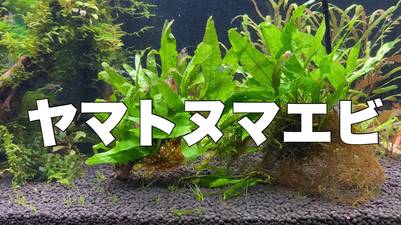 水草の苔を食べるヤマトヌマエビ シュリンプ アクアリウム Youtube 水草の苔を食べるヤマトヌマエビ シュリンプ アクアリウム Youtube
