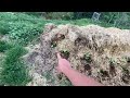 Plantando melones en la pila de compost - experimentos permaculturales