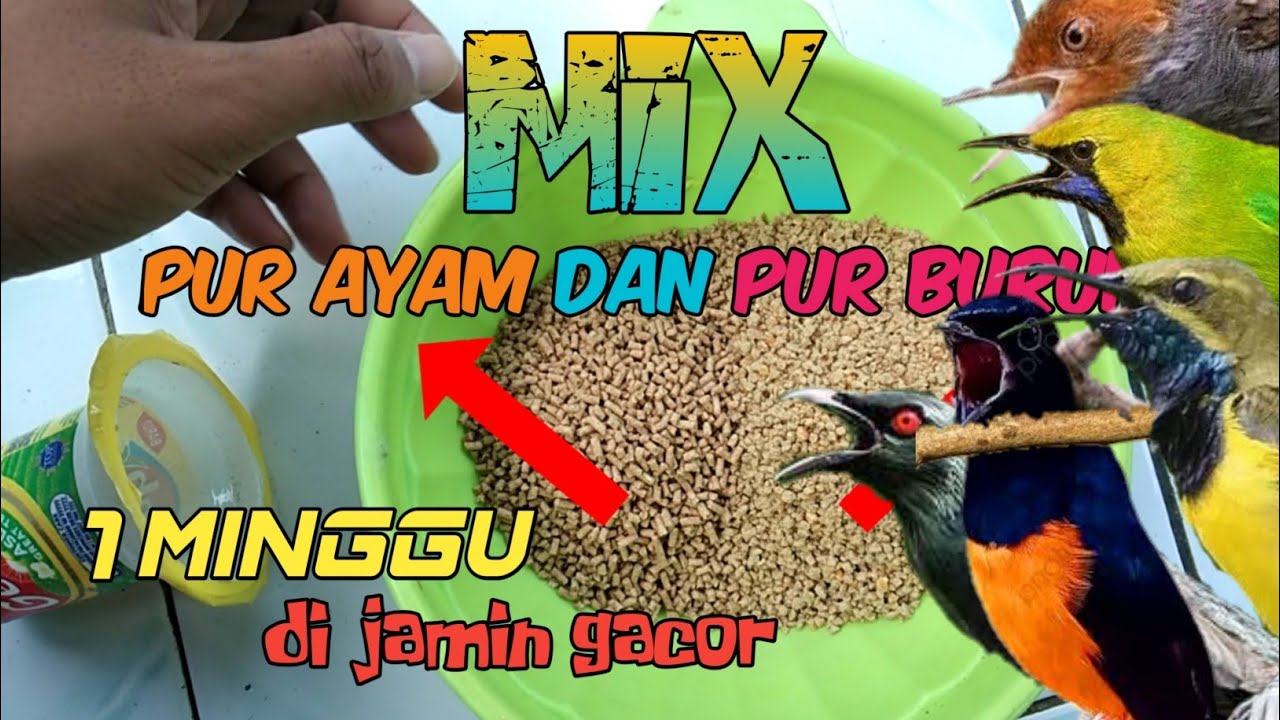 PUR AYAM 511 UNTUK BURUNG / makin gacor dan makin galak
