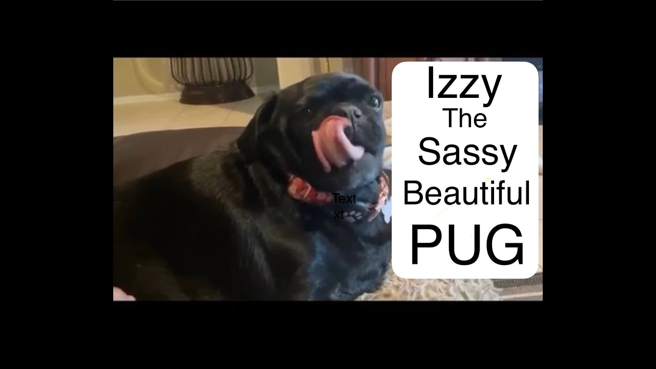 IZZY The SASSY PUG! 🐕‍🦺