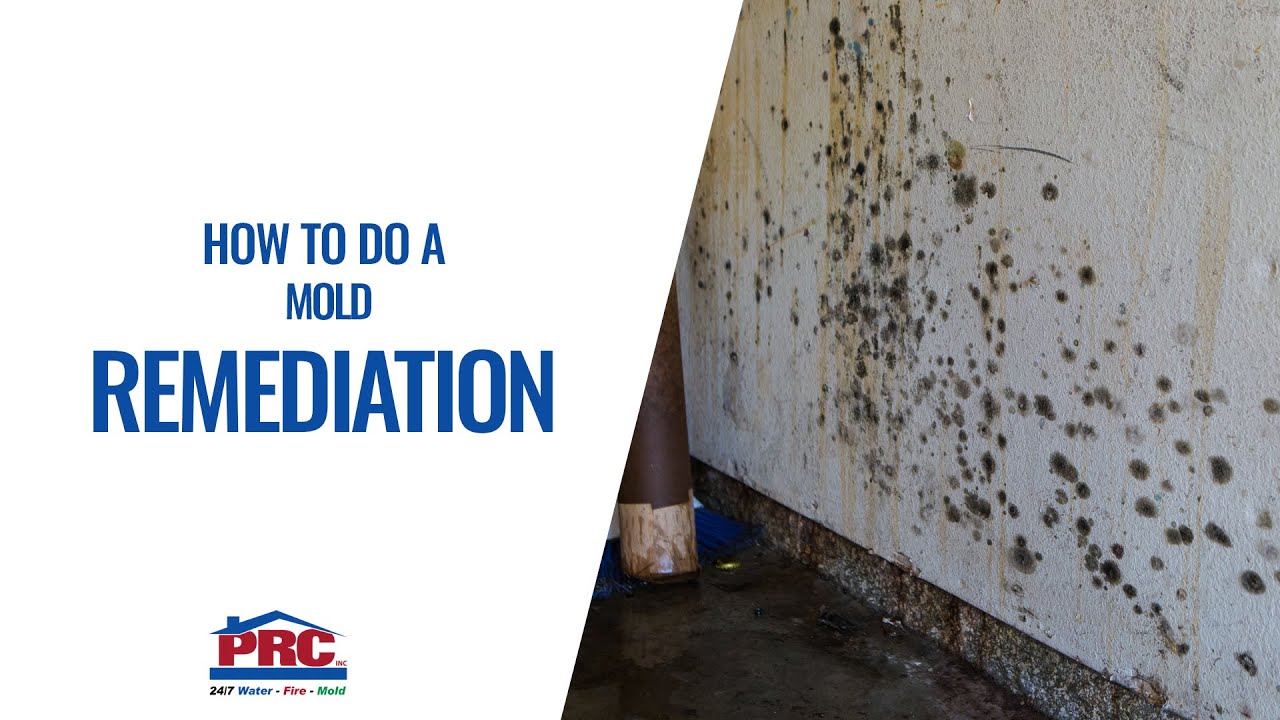 HOW TO DO A MOLD REMEDIATION YouTube