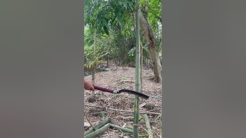 Tôi làm con rựa phát rẫy bằng thép vòng bi chặt cây như chặt chuối vậy