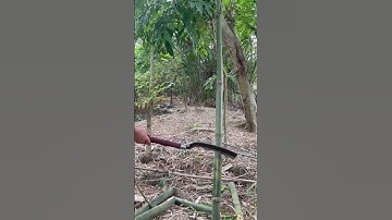 Tôi làm con rựa phát rẫy bằng thép vòng bi chặt cây như chặt chuối vậy