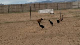 Briard pups Herding Instinct test