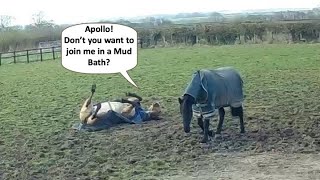 Bella and Apollo are making use of the muddy fields