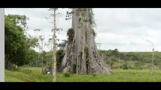 El arbol mas grande de Latino america Video captura foto Ceiba Gigante