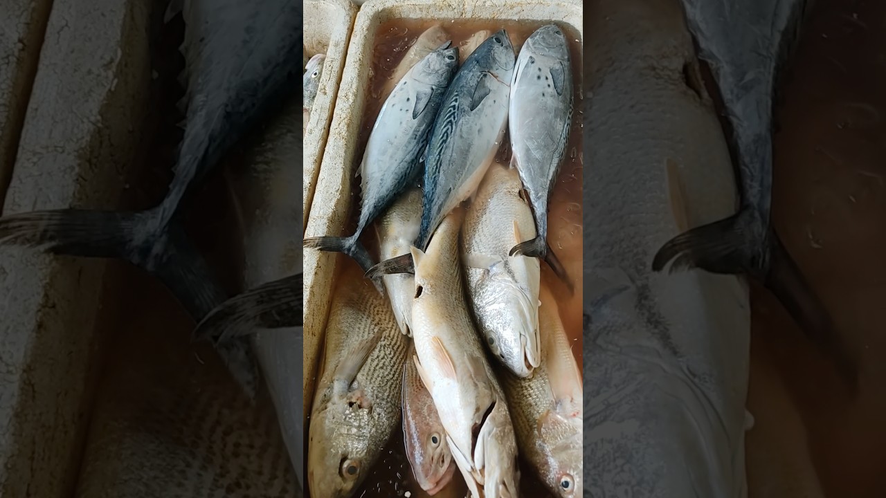 Peixes fresquinhos! Qual você mais gosta??? 